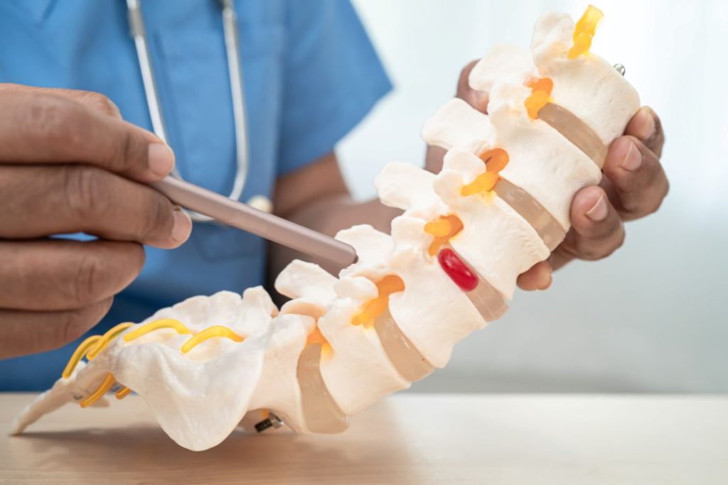 Chiropractor Opelika, AL examines spinal model for patient care and alignment.